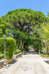 A tree in the walking path on Tajo De Ronda in the city of Ronda Spain, Europe on a hot summer day