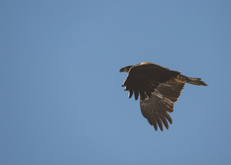 Immature bald eagle in flight with wings down