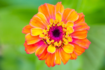Vibrant Summer Zinnia Flower