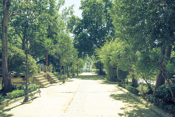 Trees on the walking path on Tajo De Ronda in the city of Ronda Spain, Europe on a hot summer day