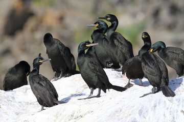European shag or common shag (Phalacrocorax aristotelis) island runde norway