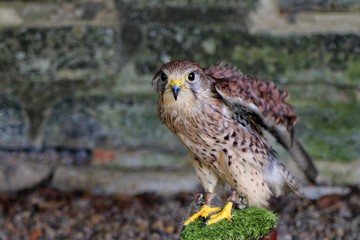 Common European Kestrel (Falco tinnunculus) perched in its enclosure at a falconry display