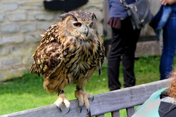 European or Eurasian Eagle-owl (Bubo bubo) perched on a bench next to people watching a falconry display
