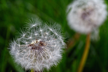 Fototapeta premium dandelion seeds