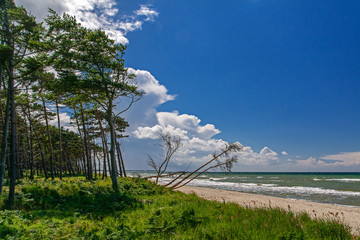 Waldrand am Weststrand von Prerow