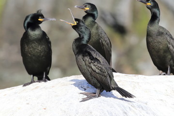 European shag or common shag (Phalacrocorax aristotelis) island runde norway