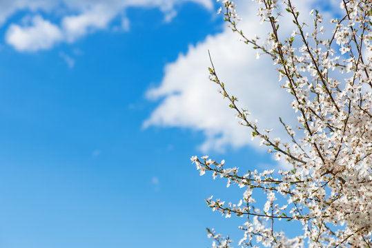 Zarte Blüte am Kirschbaum im April. Himmel blau und Textfreiraum