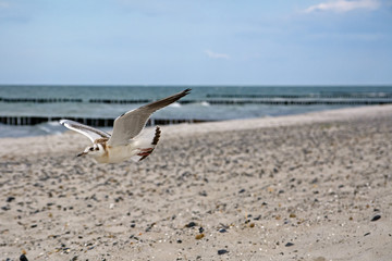 Seagull in flight on the beach