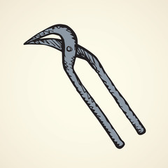 Starfish. Vector drawing