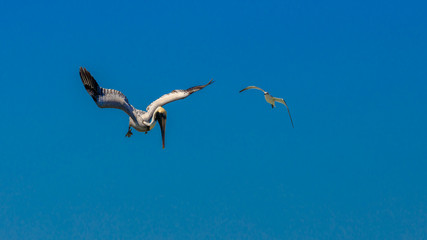 Fototapeta na wymiar Pelican flying against blue sky and looking for fish, Florida