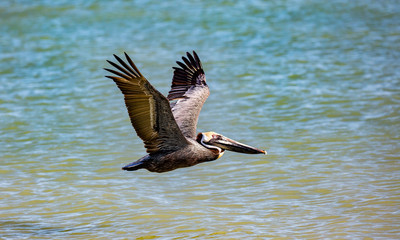 Pelican flying over water, Florida, USA