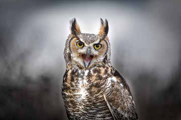 Grey Horned Owl