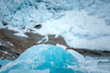 single sea gull sitting on top of an iceberg