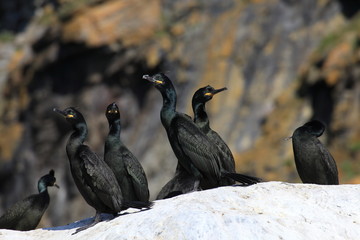 European shag or common shag (Phalacrocorax aristotelis) island runde norway