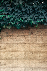 Vertical wall with ivy leaves backdrop