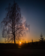 Calm Evening Photo of Tree`s Silhouette into the Sunset