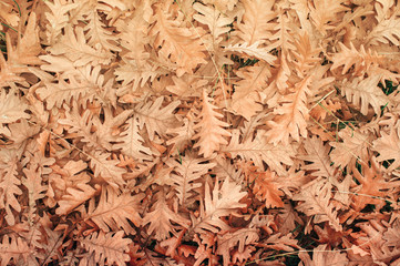 top view fallen oak leaves