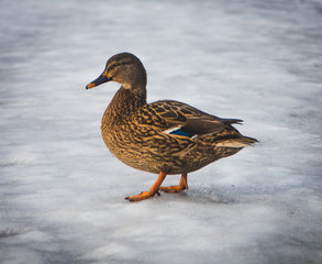 duck profile