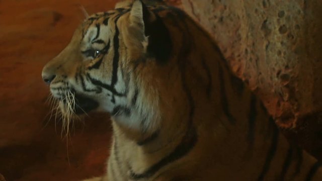 4k video Close up of siberian tiger looking around