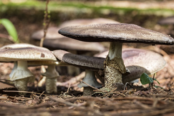 Mushroom in soil with sticks and leaves