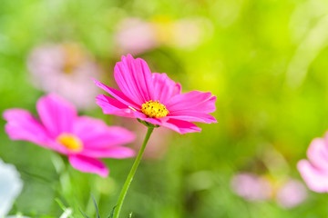 Pink cosmos flower in cosmos field.
