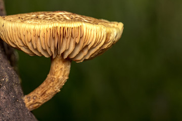 Mushroom on trunk close up photo - Macro photo of Mushroom on trunk