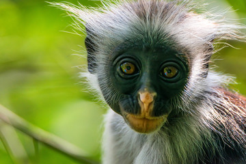 Zanzibar red colobus or Procolobus kirkii