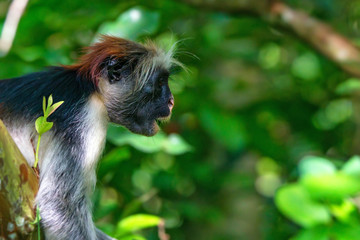 Zanzibar red colobus or Procolobus kirkii
