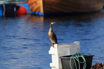 European shag or common shag (Phalacrocorax aristotelis) island runde norway