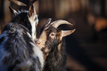 Two young male goat with horns playing on the farm yard. Animal life, rural concept