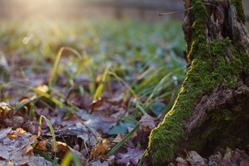 The trunk of a tree covered with moss in a forest glade with green grass in sunlight. Hello spring concept