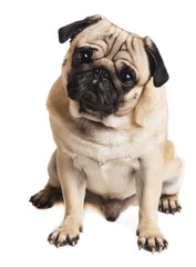 cute pug close-up on white background