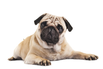 cute pug close-up on white background - 188296888