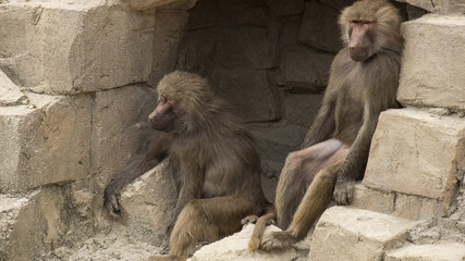 Baboon