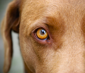 Brown Labrador yellow eye closeup white background - Powered by Adobe
