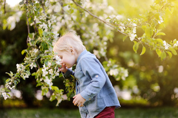 Cute little boy enjoy blooming tree with white flowers in the domestic garden in warm day