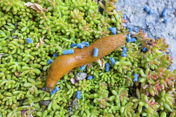 slug with slug pellet
