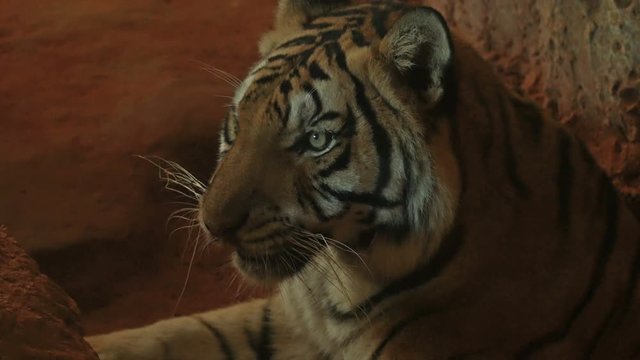 4k video Close up of siberian tiger looking around