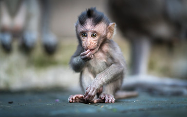 Baby Macaque Monkey