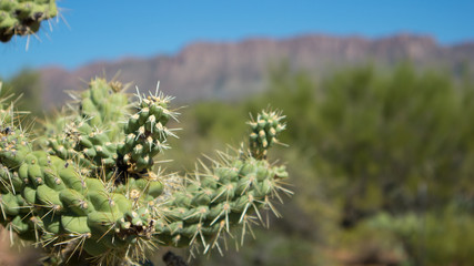 Cactus