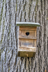 nesting box on a tree