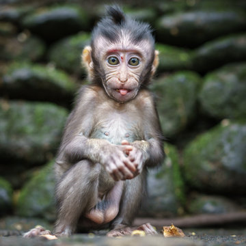 Baby Macaque Monkey