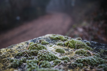 Ice Moss Wall