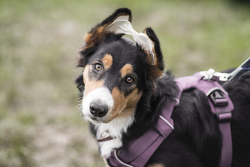 oreilles de border collie