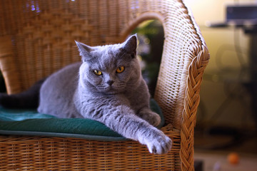 British cat lying in a wicker chair 