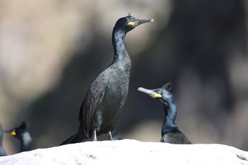 European shag or common shag (Phalacrocorax aristotelis) island runde norway