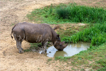 Rhinoceros drinks water from a puddle.
