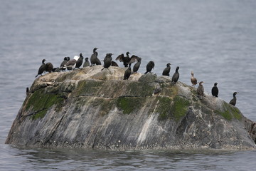European shag or common shag (Phalacrocorax aristotelis) island runde norway