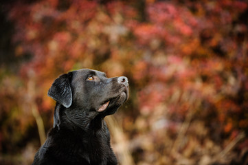 Chocolate Labrador Retriever outdoor portrait against red bushes