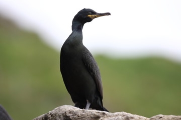 European shag or common shag (Phalacrocorax aristotelis) island runde norway